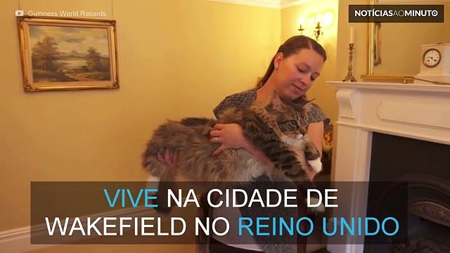 O maior gato do mundo entra no Guinness, tem mais de 1 metro de comprimento