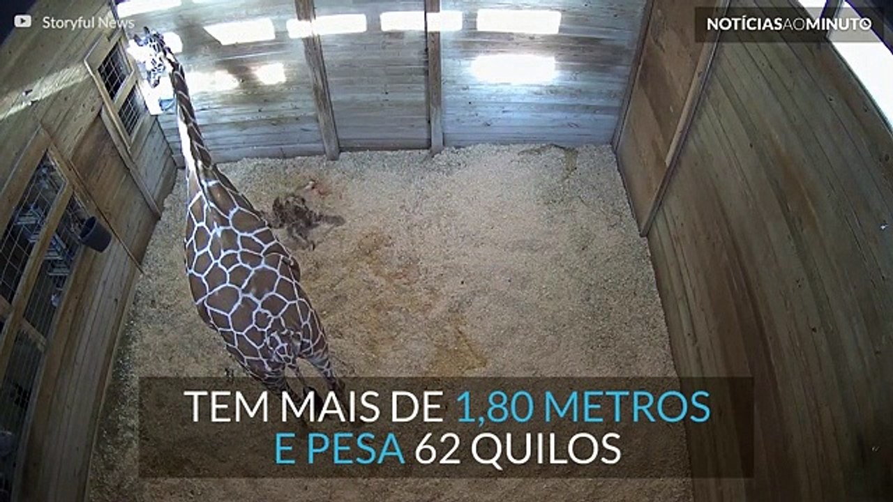 Zoo nos EUA dá boas vindas a nova girafa