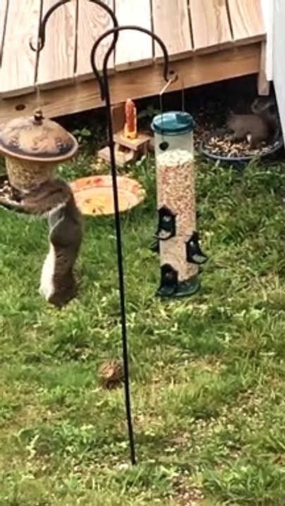 Cheeky Chipmunk Steals Squirrel's Snack