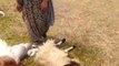 Kurtlar sürüye saldırdı: 70 koyun telef oldu