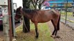 Cavalo é abandonado nas proximidades da Prefeitura de Cascavel