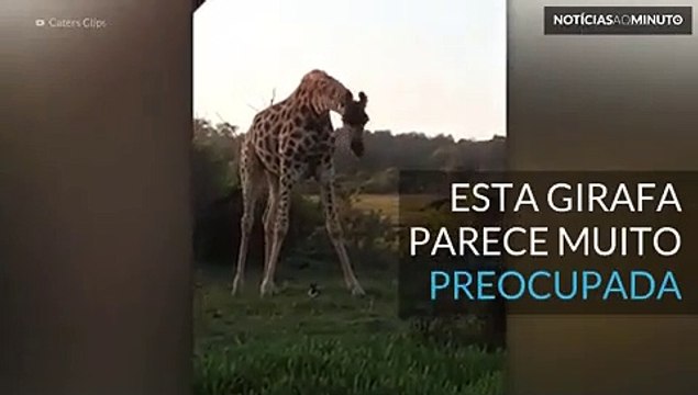 Amizade improvável entre uma girafa e um coelho
