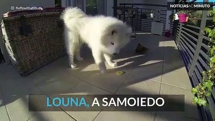 Samoiedo bebé e limão, que boa combinação