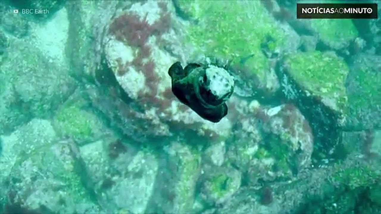 "Planet Earth II" da BBC, a natureza em HD