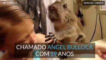 Macaco imita dono a lavar os dentes