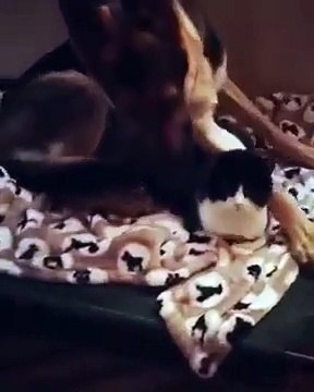 Um cão e um gato numa relação improvável