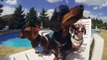 O cão de Reese Witherspoon vai a banhos com o famoso ”Crusoe the Celebrity Dachshund”