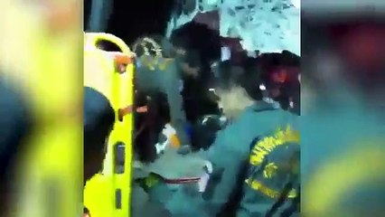 Elefante morreu atropelado por um autocarro