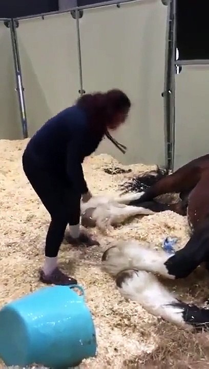 Este cavalo simplesmente não quer treinar!