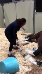 Este cavalo simplesmente não quer treinar!