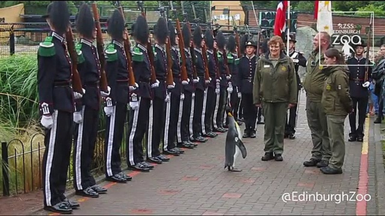O pinguim Nils Olav foi promovido e condecorado