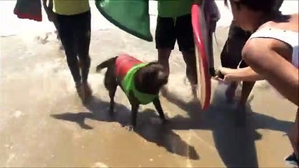 Cães fazem surf na 8ª edição do concurso na Califórnia