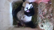 Dois pandas bebés nasceram e momento 'milagre' foi filmado