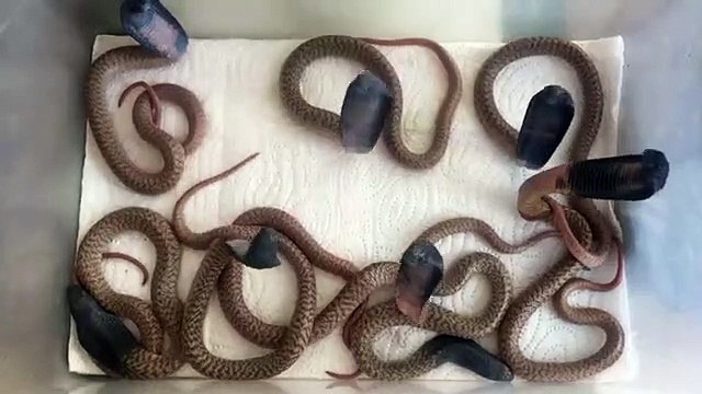 Serão cobras ou serão noodles? Veja por si próprio