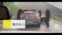 Ursos atacam carro em safari na China