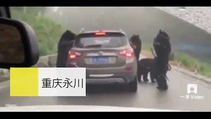 Ursos atacam carro em safari na China