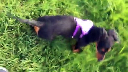 Cão entusiasmado bate de cabeça contra amigo de quatro patas