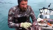 Mergulhador Neozelandês mata polvo com os próprios dentes