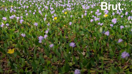 Voici l'une des plantes aquatiques les plus envahissantes au monde