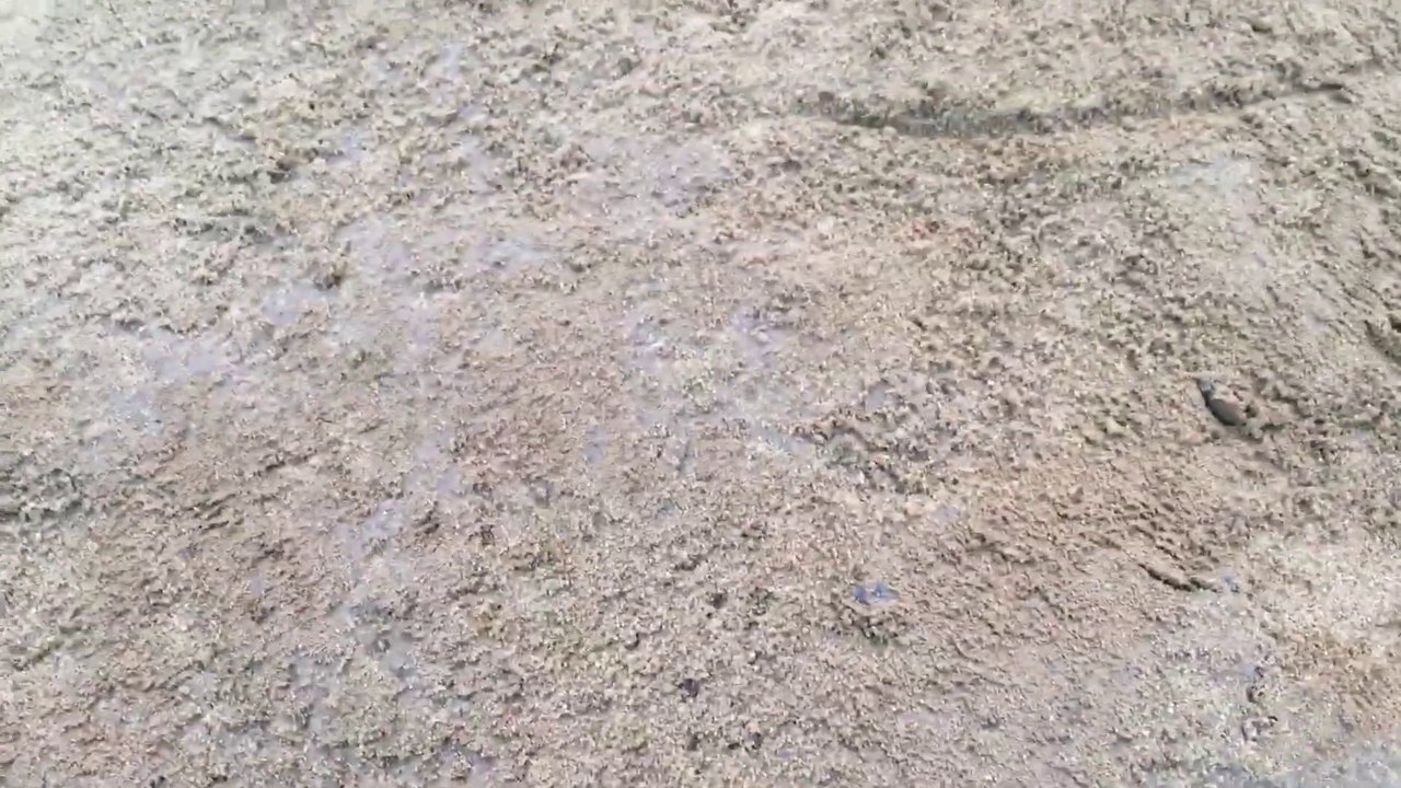 Insects - all animals collection - zoo toys animal - defferent animals