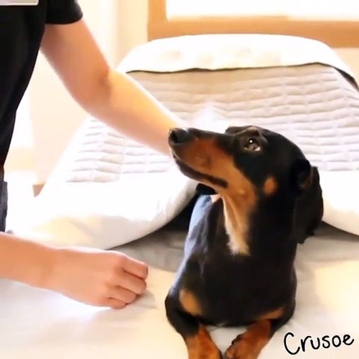 Crusoe, o cão celebridade, termina as suas férias em Banff em grande estilo