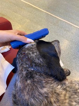 Civcivlerini kovaladığı gerekçesiye sokak köpeği Duman'ı sopayla öldüresiye dövdü! İnsanlık dışı olay kamerada