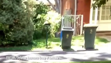 Tigre da Tasmânia, animal que se acreditava extinto há 80 anos