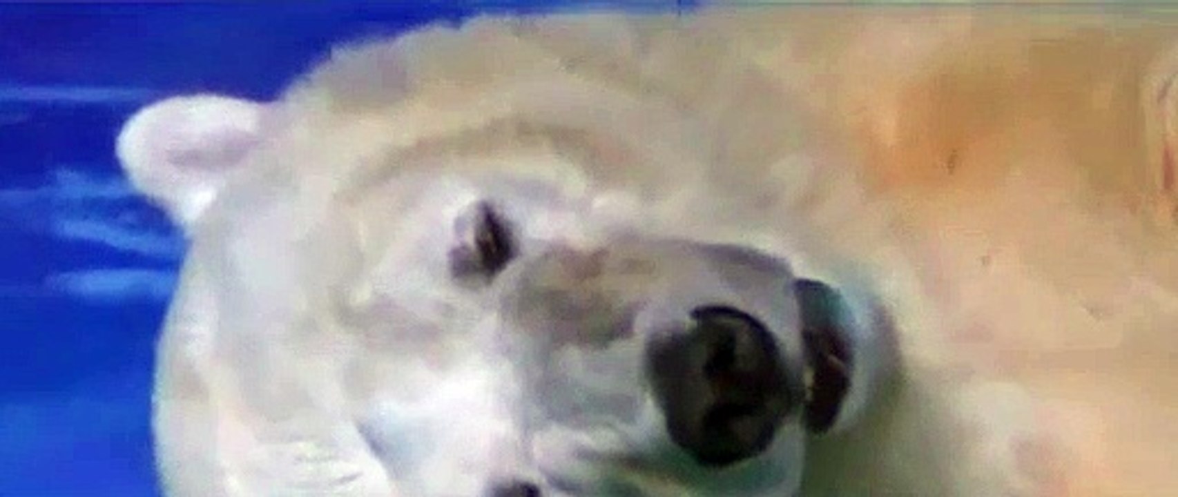 Urso polar preso em centro comercial