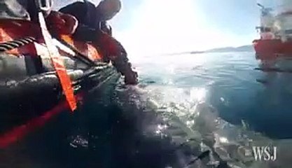 Cientistas acreditam ter descoberto tubarão com 400 anos