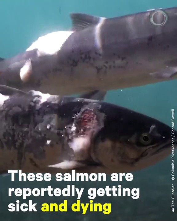 HIGH RIVER TEMPS KILLING SALMON IN PACIFIC NORTHWEST