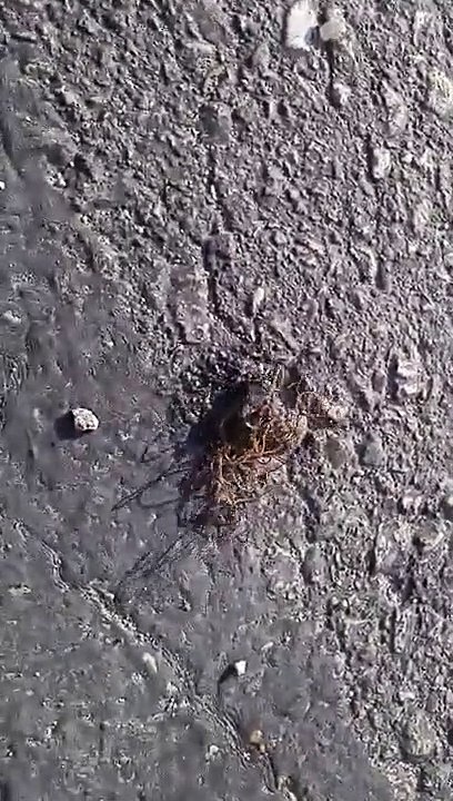 Grilo espezinhado por acidente tem uma das mortes mais bizarras