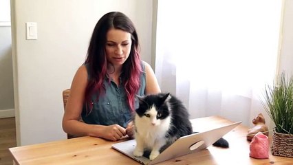 Sinais de que é o gato quem manda lá em casa