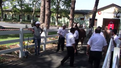 TİGEM tay satışından 8 milyon 541 bin liralık gelir elde etti