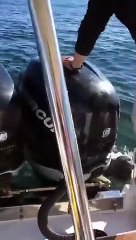 Foca salta para dentro de barco para fugir de orca