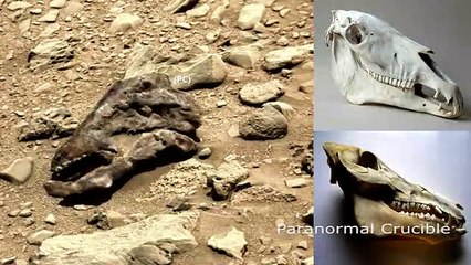 Imagem torna-se viral por ‘provar’ que existiram dinossauros em Marte