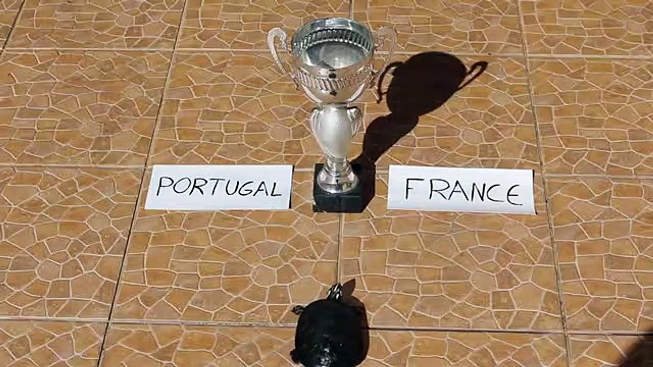 Prognóstico da tartaruga
