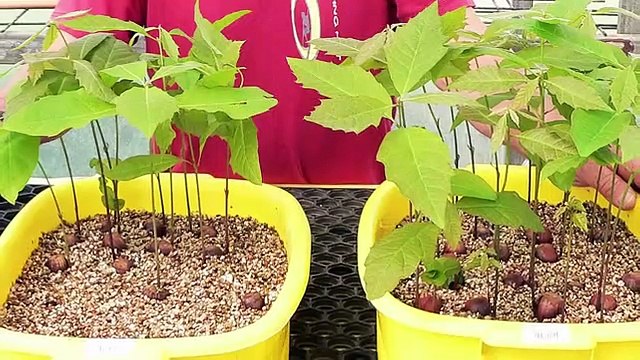 Trufas: São os diamantes da cozinha, mas porque custam tanto?