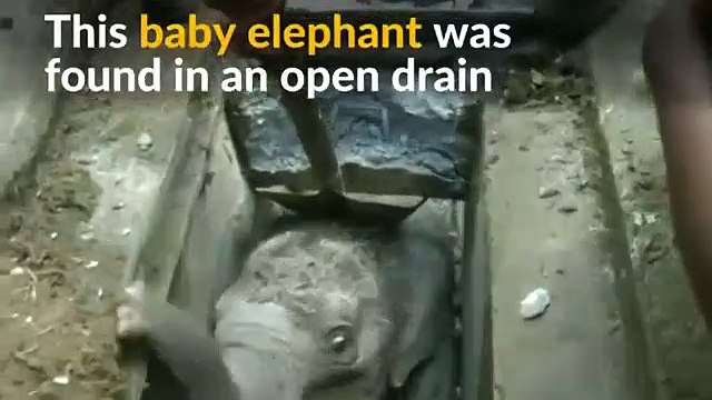 Elefante bebé preso no Sri Lanka