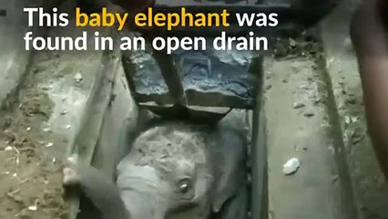 Elefante bebé preso no Sri Lanka