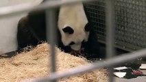 Nasceu um panda, um momento raro para uma espécie em vias de extinção
