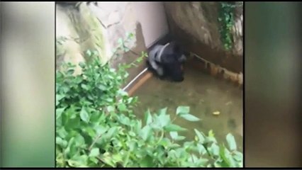 Criança cai para jaula de gorila