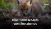 Oise : 3 000 renards vont être abattus
