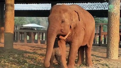 Basta cantar uma música para embalar que este elefante adormece