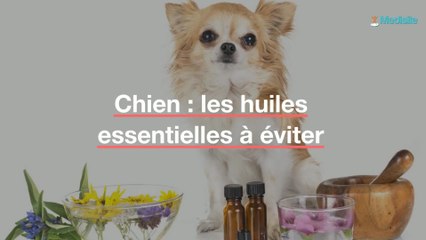 Chien : les huiles essentielles à éviter