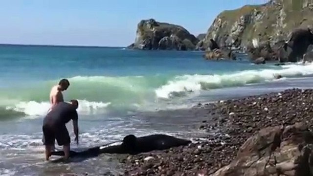 Homem tenta salvar golfinho que era afinal um tubarão com três metros