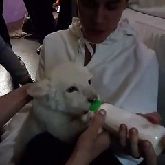 Justin Bieber: Paixão por leões pode trazer problemas