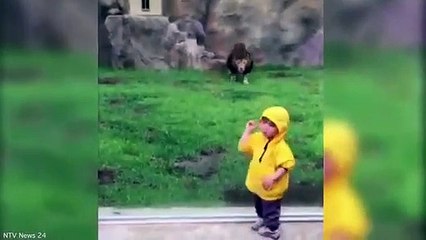 Leão tenta atacar menino de dois anos
