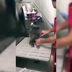 Como pode ver, o gato de Sara Barradas gosta de tomar banho