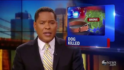 Polícia alveja mortalmente cão