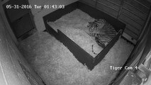 Tigre sumatra dá à luz três crias e zoo divulga momento raro
